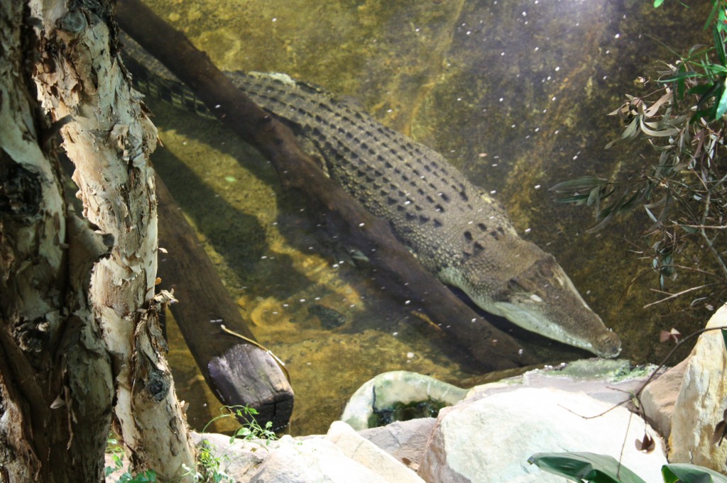 sydney acuario cocodrilo