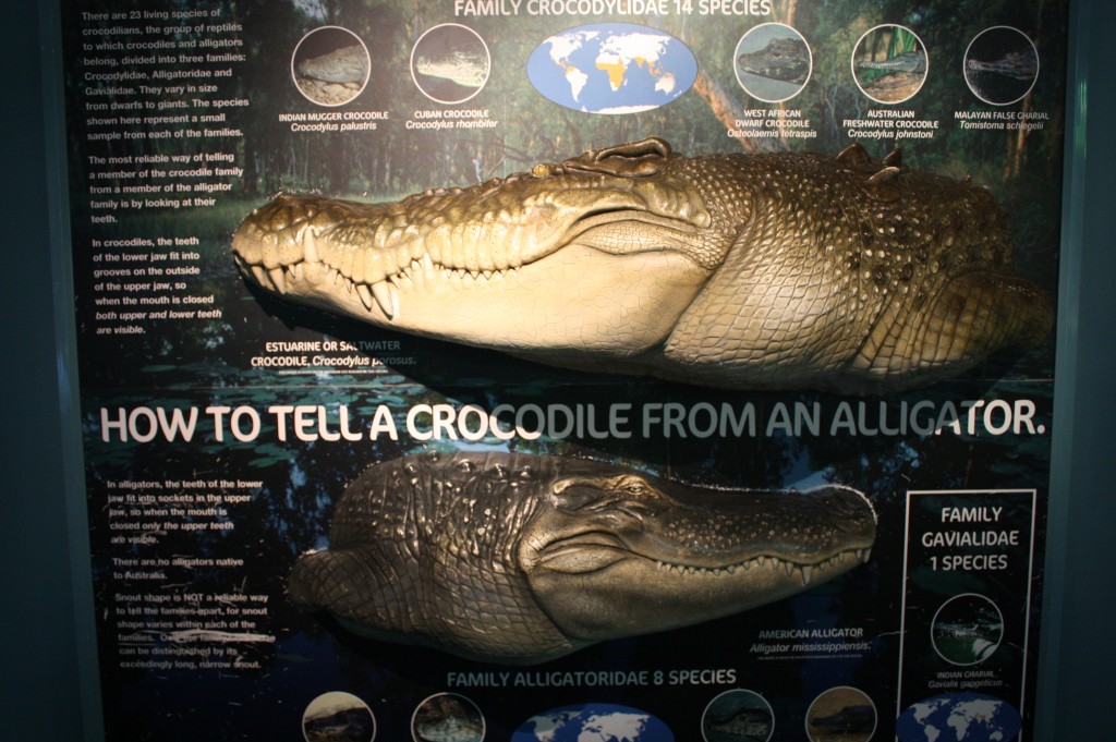 sydney acuario cocodrilo caiman