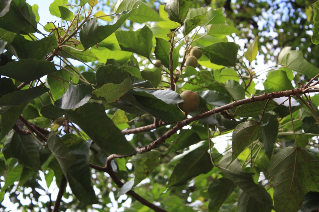 cronicas viajeras moorea nueces macadamia