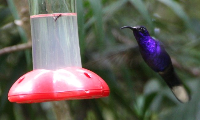 colibrí en Monteverde