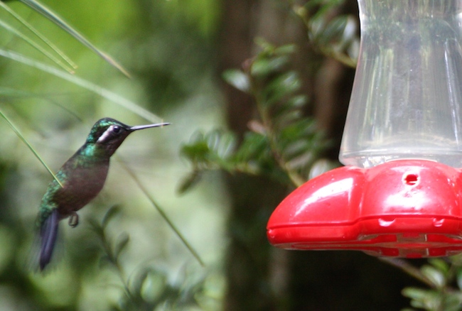 colibries_monteverde