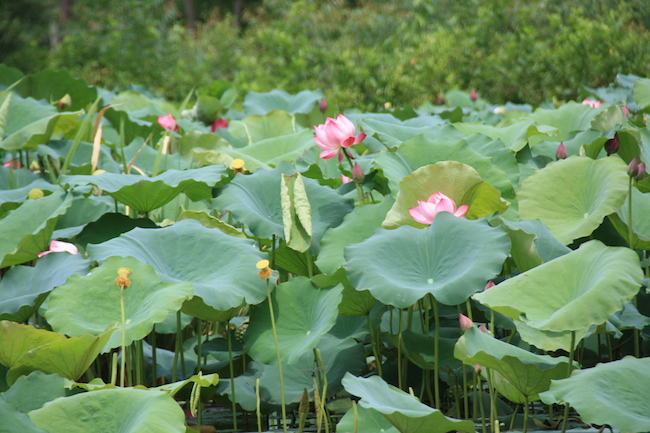 Flores de loto en el Río del Perfume