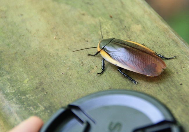 El porte de algunos insectos es impresionante: comparad esta cucaracha del Parque con la tapa del objetivo de mi cámara...