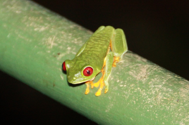 Rana verde de ojos rojos o Agalychnis callidryas