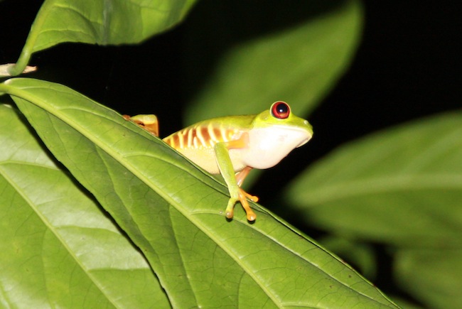 Rana verde de ojos rojos o Agalychnis callidryas