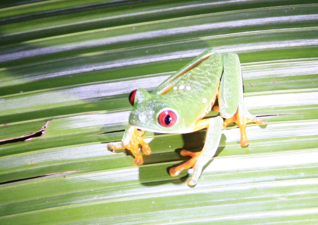 Rana verde de ojos rojos o Agalychnis callidryas