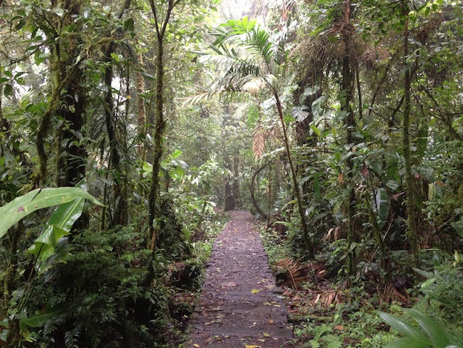 sendero_bosque_nuboso_monteverde