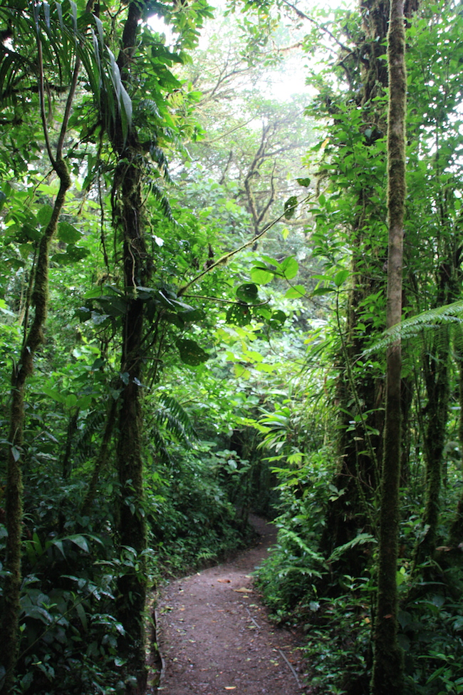 sendero_verde_monteverde