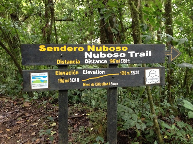 fáciles caminos en el bosque nuboso